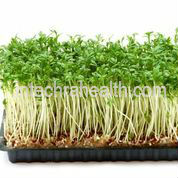 Starting Your Veggie Garden for Summer Dieting