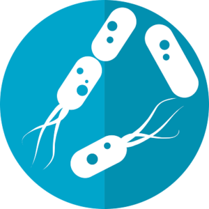 Gut Microbiome and Weight Loss