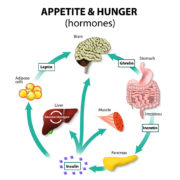 Making Leptin Work For Your Weight Loss