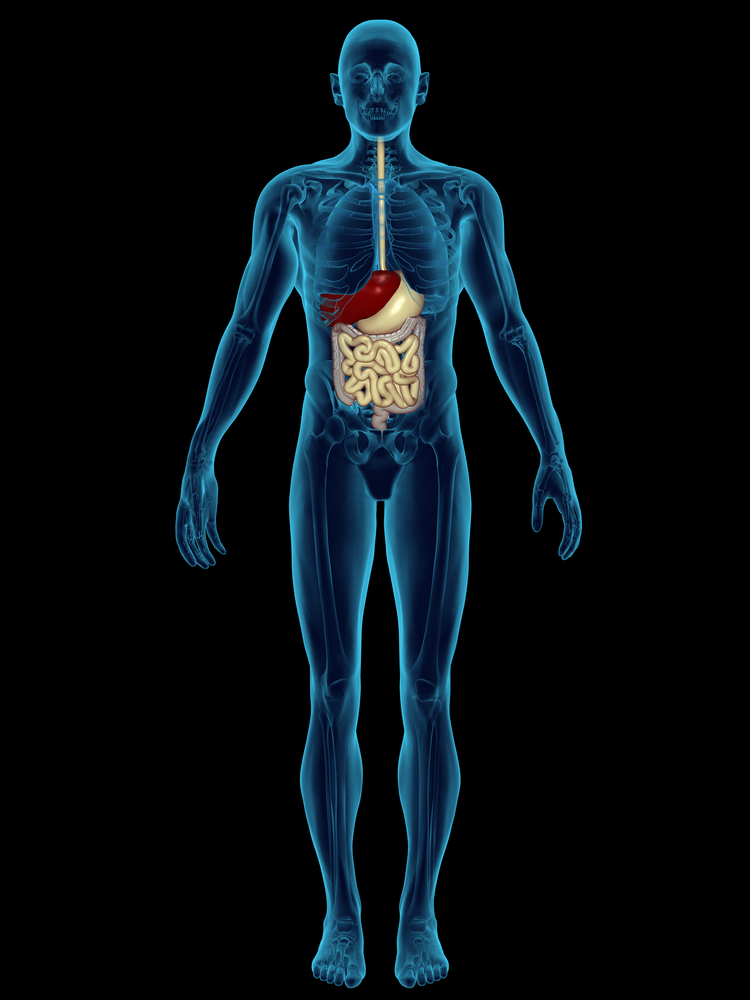 The Contents of Your Intestines Could be the Reason for Weight Gain