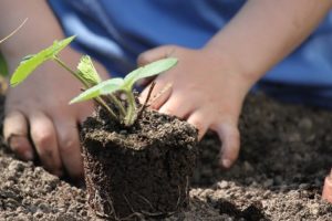 Plant a veggie garden